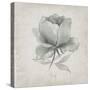 Vintage Peony-Susan Jill-Stretched Canvas