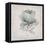 Vintage Peony-Susan Jill-Framed Stretched Canvas