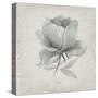 Vintage Peony-Susan Jill-Stretched Canvas