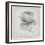 Vintage Peony-Susan Jill-Framed Art Print