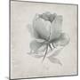 Vintage Peony-Susan Jill-Mounted Art Print