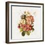 Vintage Petals VIII-Katie Pertiet-Framed Photographic Print