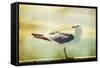 Vintage Photo Of A Seagull-Artistic Retro Styled Picture-melis-Framed Stretched Canvas