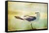 Vintage Photo Of A Seagull-Artistic Retro Styled Picture-melis-Framed Stretched Canvas