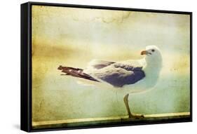 Vintage Photo Of A Seagull-Artistic Retro Styled Picture-melis-Framed Stretched Canvas