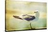 Vintage Photo Of A Seagull-Artistic Retro Styled Picture-melis-Stretched Canvas