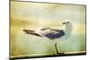 Vintage Photo Of A Seagull-Artistic Retro Styled Picture-melis-Mounted Photographic Print