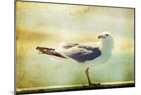 Vintage Photo Of A Seagull-Artistic Retro Styled Picture-melis-Mounted Photographic Print