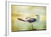 Vintage Photo Of A Seagull-Artistic Retro Styled Picture-melis-Framed Photographic Print