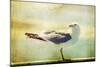 Vintage Photo Of A Seagull-Artistic Retro Styled Picture-melis-Mounted Photographic Print