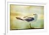 Vintage Photo Of A Seagull-Artistic Retro Styled Picture-melis-Framed Photographic Print