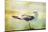 Vintage Photo Of A Seagull-Artistic Retro Styled Picture-melis-Mounted Photographic Print