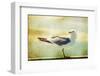 Vintage Photo Of A Seagull-Artistic Retro Styled Picture-melis-Framed Photographic Print