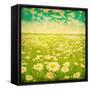 Vintage Photo of Daisy Field and Cloudy Sky-Elenamiv-Framed Stretched Canvas