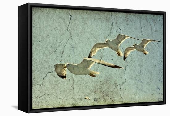 Vintage Photo Of Flying Seagulls-melis-Framed Stretched Canvas