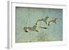 Vintage Photo Of Flying Seagulls-melis-Framed Art Print