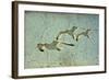 Vintage Photo Of Flying Seagulls-melis-Framed Art Print