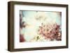 Vintage Photo of White Cherry Tree Flowers in Spring-Petr Jilek-Framed Photographic Print