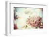 Vintage Photo of White Cherry Tree Flowers in Spring-Petr Jilek-Framed Photographic Print