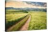 Vintage Picture of the Road in a Barley Field. Among Mountains-Ralko Vadim-Stretched Canvas