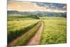 Vintage Picture of the Road in a Barley Field. Among Mountains-Ralko Vadim-Mounted Photographic Print