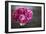 Vintage Pink Peony-Karyn Millet-Framed Photographic Print