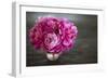 Vintage Pink Peony-Karyn Millet-Framed Photographic Print