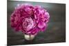 Vintage Pink Peony-Karyn Millet-Mounted Photographic Print