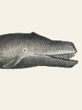 Whale Tight Crop I Handcolored Sealife Lithograph 1824-Vintage Poster-Photographic Print