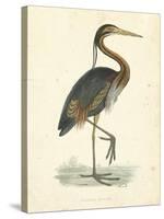 Vintage Purple Heron-Morris-Stretched Canvas