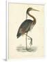 Vintage Purple Heron-Morris-Framed Art Print