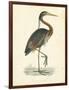 Vintage Purple Heron-Morris-Framed Art Print