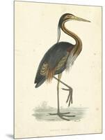 Vintage Purple Heron-Morris-Mounted Art Print