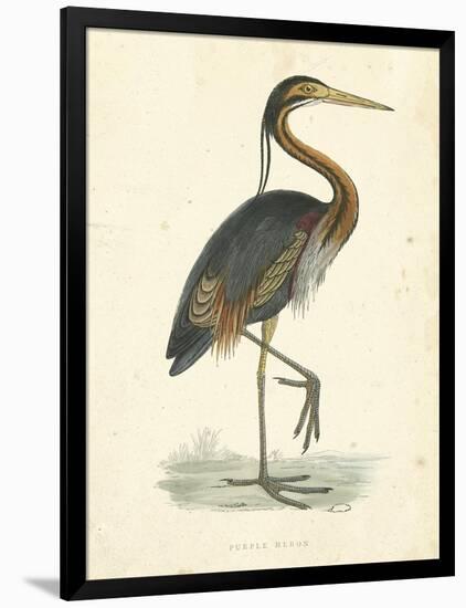 Vintage Purple Heron-Morris-Framed Art Print