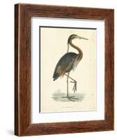 Vintage Purple Heron-Morris-Framed Art Print