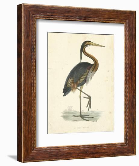 Vintage Purple Heron-Morris-Framed Art Print