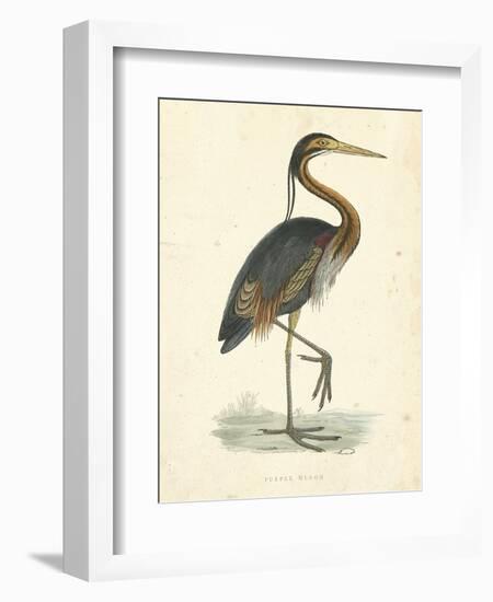 Vintage Purple Heron-Morris-Framed Art Print