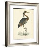 Vintage Purple Heron-Morris-Framed Art Print