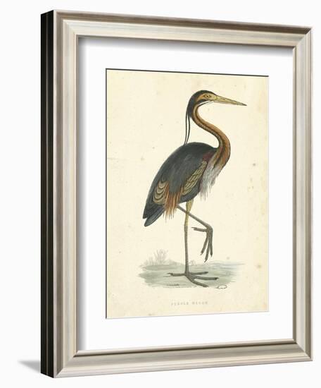 Vintage Purple Heron-Morris-Framed Art Print