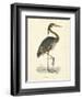 Vintage Purple Heron-Morris-Framed Art Print