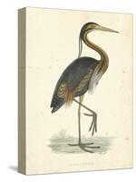 Vintage Purple Heron-Morris-Stretched Canvas