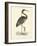 Vintage Purple Heron-Morris-Framed Art Print