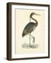 Vintage Purple Heron-Morris-Framed Art Print