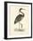 Vintage Purple Heron-Morris-Framed Art Print