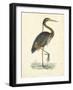 Vintage Purple Heron-Morris-Framed Art Print