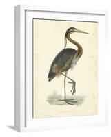 Vintage Purple Heron-Morris-Framed Art Print