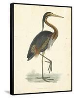 Vintage Purple Heron-Morris-Framed Stretched Canvas