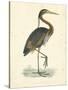 Vintage Purple Heron-Morris-Stretched Canvas