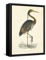 Vintage Purple Heron-Morris-Framed Stretched Canvas