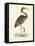 Vintage Purple Heron-Morris-Framed Stretched Canvas